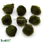 Mosballen S en M, Ophalen of Verzenden, Nieuw, Plant(en), Steen of Hout