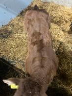 Dikbilstier kalf, vrb, piemontese, Dieren en Toebehoren, Runderen, Mannelijk