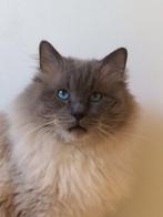Raszuivere Ragdoll Kittens, Poes, Gechipt, 0 tot 2 jaar