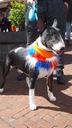 Goed tehuisje gezocht, Dieren en Toebehoren, Honden | Jack Russells en Terriërs, 6 jaar of ouder, Bull Terriër, Reu, Eén hond