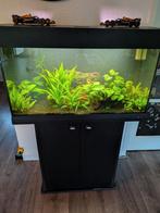 Ferplast Dubai 80cm aquarium inclusief meubel en toebehoren, Ophalen, Gebruikt, Gevuld zoetwateraquarium