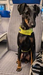 Duitse jacht terriër te koop, Dieren en Toebehoren, Honden | Niet-rashonden, Reu, Eén hond, Klein, 3 tot 5 jaar