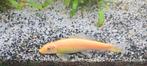 Siamese algeneter goud, Dieren en Toebehoren, Vissen | Aquariumvissen, Vis