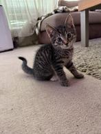 Kittens, Meerdere dieren, Ontwormd, 0 tot 2 jaar