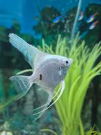 Te koop Maanvis, Dieren en Toebehoren, Vissen | Aquariumvissen, Vis