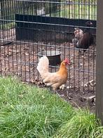 Kopel Geel Witpel, Dieren en Toebehoren, Pluimvee, Meerdere dieren, Kip