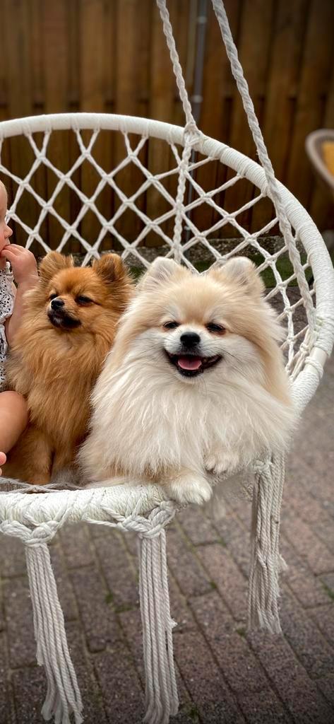 Pomeriaan/ dwergkees HERPLAATSING, Dieren en Toebehoren, Honden | Poolhonden, Keeshonden en Oertypen, Meerdere dieren, Keeshond