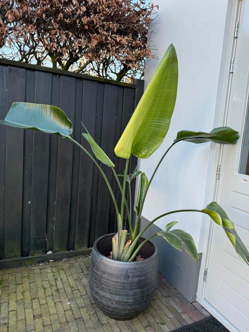 Prachtige grote kamerplant Strelitzia met grote pot, Huis en Inrichting, Kamerplanten, Overige soorten, Ophalen