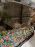 Gratis!! Grote Goudvis wit met beetje oranje, Dieren en Toebehoren, Vissen | Aquariumvissen, Vis