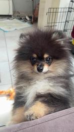 Pomeriaan black tan, Dieren en Toebehoren, Particulier, Reu, 8 tot 15 weken, Buitenland