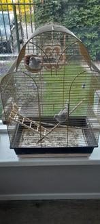 Diamantduifjes papa+-7jaar&zoon+-1jaar+vogelkooi+voer+toebeh, Dieren en Toebehoren, Vogels | Duiven, Mannelijk, Overige soorten