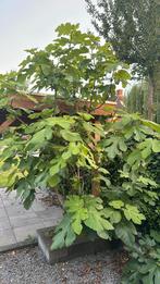 Vijgenboom, Tuin en Terras, Planten | Bomen, Ophalen, Zomer, 250 tot 400 cm