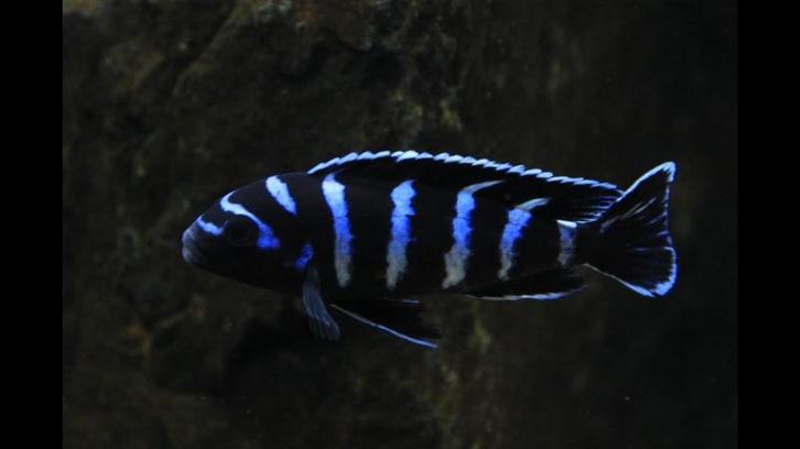 Cichliden Chindongo chalossi, Dieren en Toebehoren, Vissen | Aquaria en Toebehoren, Overige typen, Ophalen