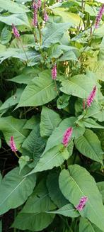 persicaria, Ophalen, Liguster, Struik, 100 tot 250 cm