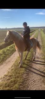 Vrolijke 16-jarige Haflinger ruin, een echte allrounder!, Minder dan 160 cm, Met stamboom, Ruin, L