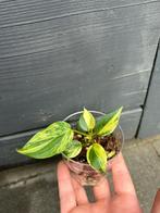 Philodendron micans variegated (4), Overige soorten, Minder dan 100 cm, Groene kamerplant, Halfschaduw
