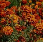 Zaden hoge afrikaantjes, Ophalen of Verzenden, Volle zon