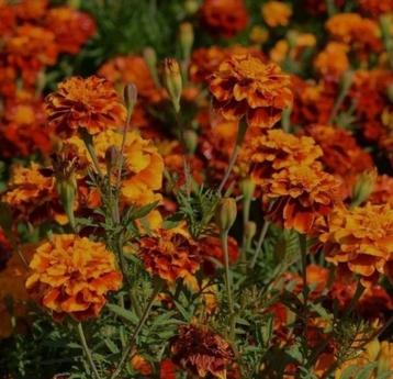 Zaden hoge afrikaantjes  beschikbaar voor biedingen