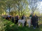 Bestands reducering alpaca kudde. . Advies  en begeleiding!, Dieren en Toebehoren, Juni, Meerdere dieren