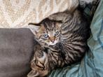 Nog 1 kitten, Meerdere dieren