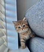 Britse korthaar kittens Golden shaded/ Black Golden Shaded, Dieren en Toebehoren, Meerdere dieren, Gechipt, 0 tot 2 jaar