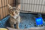 Lief & Huiselijk nestje kittens., Dieren en Toebehoren, Katten en Kittens | Overige Katten, Meerdere dieren