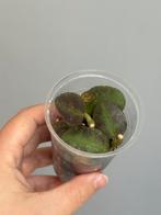 Hoya waymaniae sp. Kampung Kipandi, Ophalen, Overige soorten, Minder dan 100 cm