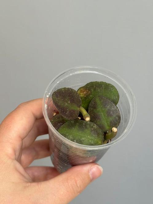Hoya waymaniae sp. Kampung Kipandi, Huis en Inrichting, Kamerplanten, Overige soorten, Minder dan 100 cm, Ophalen