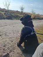 Bouvier 1.5 jaar graag goed lezen., Dieren en Toebehoren, Honden | Niet-rashonden, 1 tot 2 jaar, Teef, Eén hond, Middel