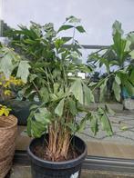 Mooie kamerplant, Ophalen, Halfschaduw, Minder dan 100 cm