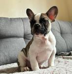 Franse bulldog pups, Dieren en Toebehoren, Meerdere, Bulldog, 8 tot 15 weken, Meerdere dieren