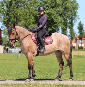 Gave D-pony , Merrie, Valk Roan. Kinderpony, Bomproof beschikbaar voor biedingen