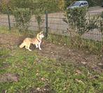 Husky-mix 10 maanden / teefje, Dieren en Toebehoren, Honden | Niet-rashonden, Rabiës (hondsdolheid), 15 weken tot 1 jaar, Teef