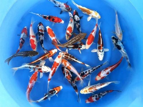 Japankoi, keus uit 3000 stuks Jonge Japankoi , Tosai, Nisai, Dieren en Toebehoren, Vissen | Vijvervissen, Overige soorten