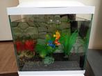 Te koop is nu overbodig, Dieren en Toebehoren, Vissen | Aquaria en Toebehoren, Ophalen of Verzenden, Plant(en), Steen of Hout