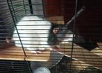 Ik zal twee ratten in goede handen geven, Dieren en Toebehoren, Maart, Vrouwelijk, Rat