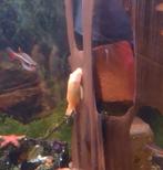 aquariumvis, Vis, Zoetwatervis