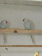 Twee lacewing halsbanden ., Dieren en Toebehoren, Vogels | Parkieten en Papegaaien, Meerdere dieren, Geringd