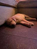 Mooie, lieve labrador pup zoekt een warm gezin., Reu, CDV (hondenziekte), 8 tot 15 weken, Eén hond