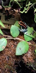 Kikkers 7keer. Phyllobates Vittatus, Dieren en Toebehoren, Reptielen en Amfibieën, Overige soorten
