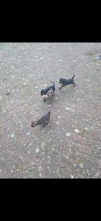 4 pups reuen, Dieren en Toebehoren, Honden | Bulldogs, Pinschers en Molossers, Overige rassen, CDV (hondenziekte), 8 tot 15 weken