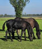 paarden, Dieren en Toebehoren, Paarden, Minder dan 160 cm, Niet van toepassing, Hengst, Recreatiepaard