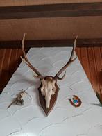 Herten gewei staat heel mooi op een schoorsteenmantel., Ophalen of Verzenden, Zo goed als nieuw, Hert, Gewei of Kop