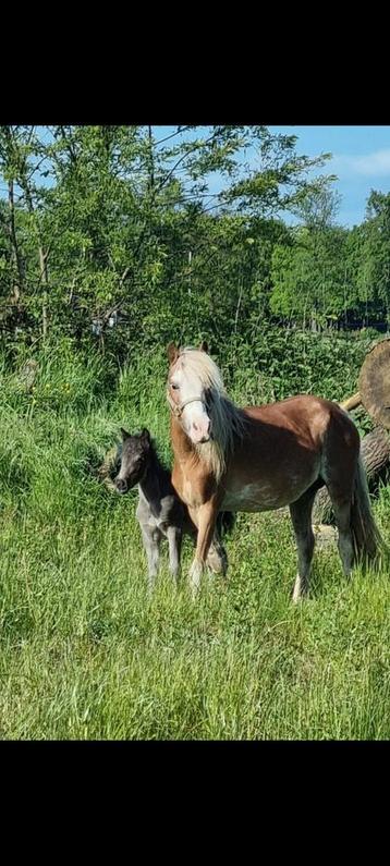 Super mooi ASPC AMHR BMP NMPRS fokmerrietje  beschikbaar voor biedingen