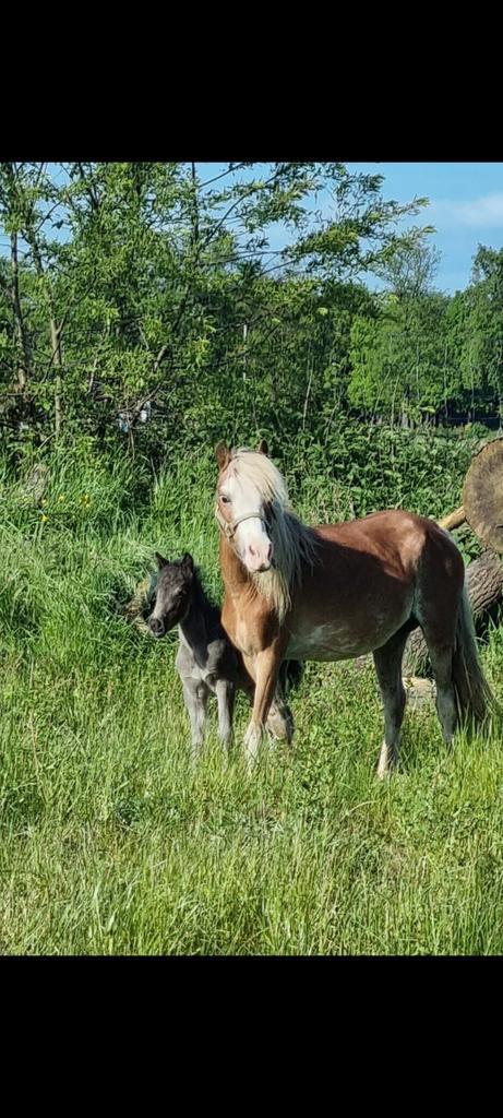 Super mooi ASPC AMHR BMP NMPRS fokmerrietje, Dieren en Toebehoren, Paarden en Pony's | Dekhengsten en Fokmerries, Merrie