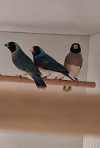 Blauwe gouldamadines, Dieren en Toebehoren, Vogels | Overige Vogels, Meerdere dieren