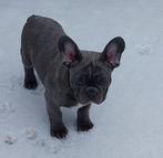 Franse Bulldog pups. Een Merle teefjes en een reutjes, Ophalen of Verzenden, Nieuw
