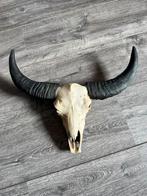 Decoratieve schedel met hoorns, Ophalen of Verzenden, Zo goed als nieuw, Schedel