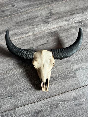 Decoratieve schedel met hoorns beschikbaar voor biedingen