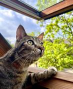 Kat, Dieren en Toebehoren, Kater, 0 tot 2 jaar